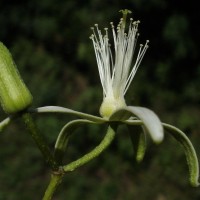Grewia bracteata Roth